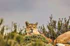 Torres del Paine puma head, Chile Art Print